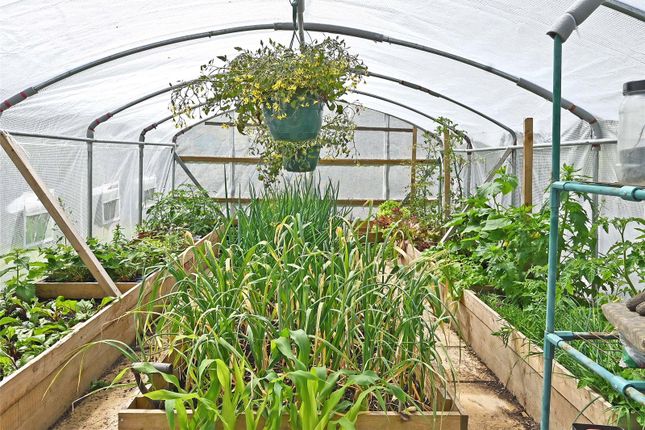 Polytunnel -Interior