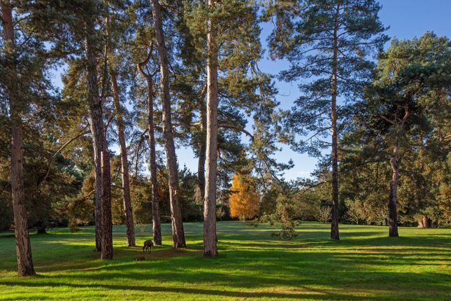Grounds