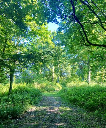 Woodlands