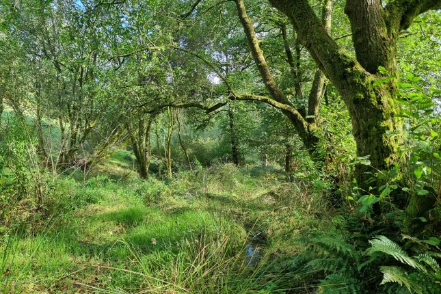COED Y GOF, Llanwrda photo 4