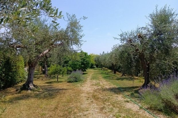 Villa for sale in Chieti, Tollo, Abruzzo, CH66010