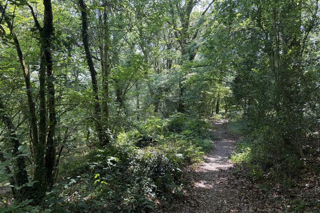 Chittle Wood, Umberleigh photo 3