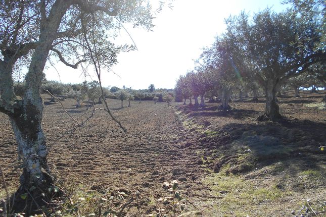 Thumbnail Farm for sale in Nisa, Espírito Santo, Et Al., Nisa, Portalegre, Alentejo, Portugal