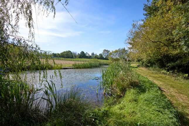 Pond