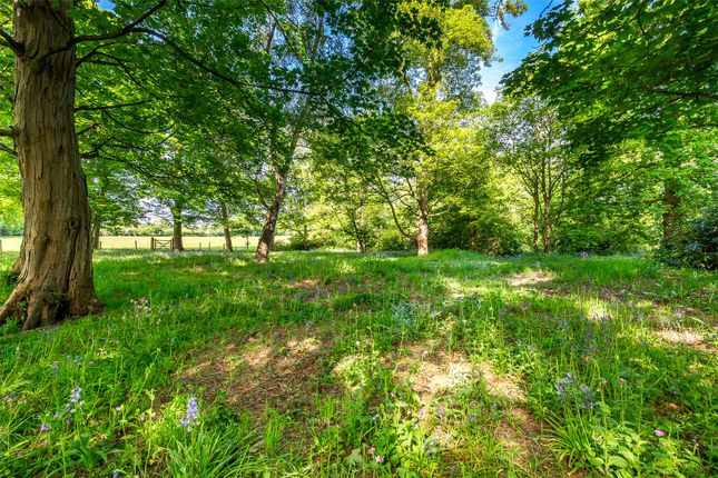 Established Woodland