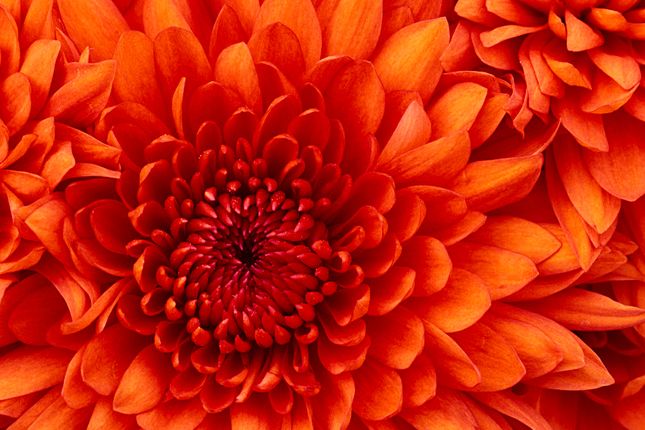 Flower Test 1