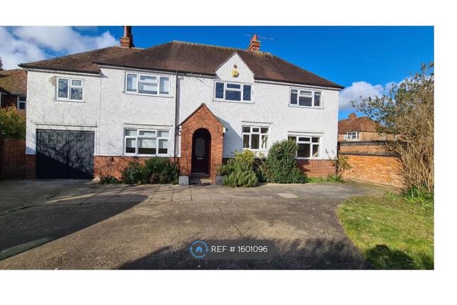 Thumbnail Detached house to rent in Bromham Road, Bedford