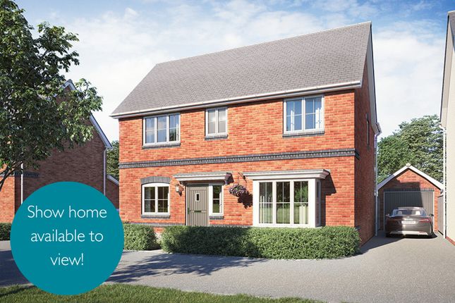 Vdsw CH Igrove Bowmont Sh