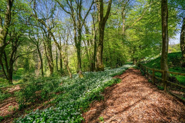 Woodland.Jpg