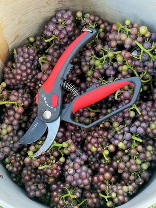 Grapes