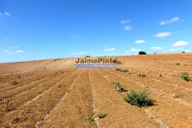 Thumbnail Land for sale in Property 86Ha Of Agricultural Cultivation, Santarém (Marvila), Et Al., Santarem Province, Santarém, Central Portugal