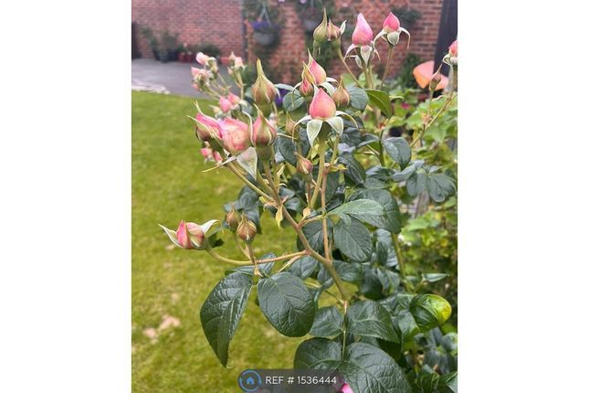 Garden Rose