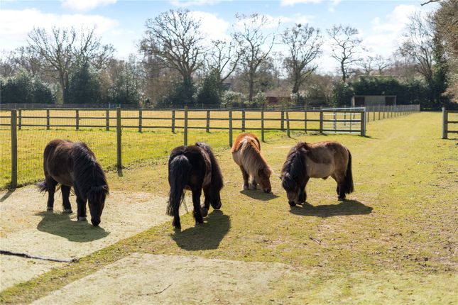 Minature Ponies