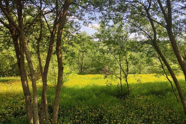 Meadows And Young Woodland