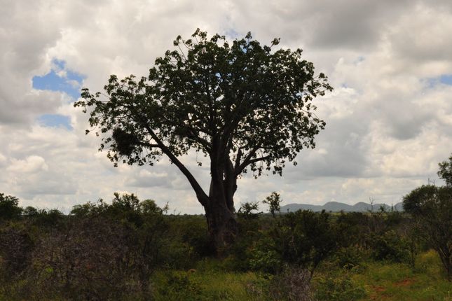 Farm for sale in 1 Buffalo Ranch, 1 Selati Nature Reserve, Selati Game Reserve, Hoedspruit, Limpopo Province, South Africa