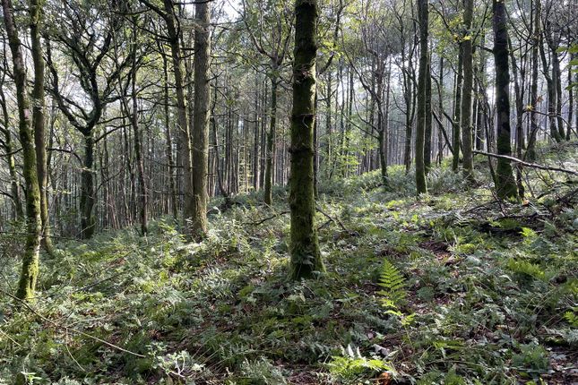 Berry Wood, Barnstaple photo 4