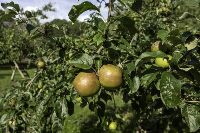Orchard 1