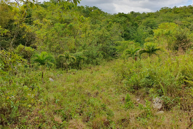 Land for sale in Chichester, Hanover, Jamaica