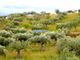 Thumbnail Land for sale in 44.000m2 With Olive Grove, Ruined House, 10 Min. From The River, Figueira De Castelo Rodrigo (Parish), Figueira De Castelo Rodrigo, Guarda, Central Portugal
