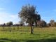 Thumbnail Property for sale in Castelo Branco, Portugal