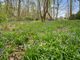 Thumbnail Detached bungalow for sale in Ingleden Park Road, Tenterden