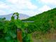 Thumbnail Farm for sale in 251Ha Vineyard And Olive Grove, Douro River, Portugal