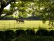 Thumbnail Detached house for sale in Upper Lambourn, Hungerford, Berkshire