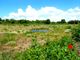 Thumbnail Land for sale in Property 70Ha, Santarém, Salvaterra De Magos, Muge, Salvaterra De Magos, Santarém, Central Portugal