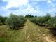 Thumbnail Farm for sale in P783, Olive Grove With Irrigation And A House, Portugal, Mirandela, Portugal