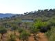 Thumbnail Land for sale in 4, 1Ha Olive Grove, Fruit Trees, Ruin, Escalhão, Figueira De Castelo Rodrigo, Guarda, Central Portugal