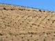 Thumbnail Farm for sale in Land, Almond Trees, Cork Oaks, Cultivation. Portugal, Guarda.