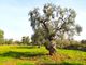 Thumbnail Land for sale in Ss 16, Carovigno, Brindisi, Puglia, Italy
