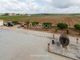 Thumbnail Farm for sale in Silves, Portugal
