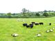 Thumbnail Land for sale in Lampeter Velfrey, Narberth, Pembrokeshire