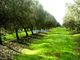 Thumbnail Farm for sale in 795Ha Property With Olive Trees, Cork, Farmland And Cattle, Castro Verde E Casével, Castro Verde, Beja, Alentejo, Portugal