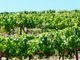 Thumbnail Land for sale in Wine Producing Agricultural Land In Douro, Vila Real, Norte, Portugal