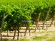 Thumbnail Farm for sale in Wine Estate, Winery, Manor House, Hotel Project, Arca E Ponte De Lima, Ponte De Lima, Viana Do Castelo, Norte, Portugal