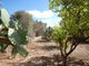 Thumbnail Land for sale in Casarano, Puglia, Italy