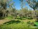 Thumbnail Villa for sale in Cortona, Cortona, Toscana