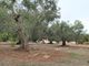 Thumbnail Farmhouse for sale in Sp23, Ceglie Messapica, Brindisi, Puglia, Italy