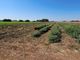 Thumbnail Land for sale in Timi, Cyprus