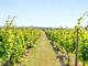 Thumbnail Land for sale in Somerby Vineyard &amp; Winery, Somerby, Barnetby, Lincolnshire