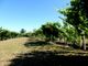 Thumbnail Farm for sale in P658, Small Farm With Vineyard And A Nice 5 Bedroom House, Portugal