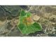 Thumbnail Land for sale in Odeleite, Castro Marim, Faro