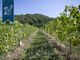 Thumbnail Farm for sale in Vicchio, Firenze, Toscana