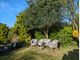 Thumbnail Semi-detached bungalow for sale in Grassmere Avenue, Telscombe Cliffs