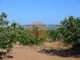 Thumbnail Finca for sale in Quinta Do Sobral, Castro Marim, Castro Marim