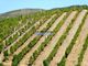 Thumbnail Farm for sale in Property 90 Ha, Vineyard, Houses, Winery, Douro River, Portugal