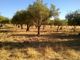 Thumbnail Country house for sale in 2 Houses And Land In Alentejo, Elvas, Portalegre, Alentejo, Portugal