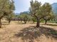 Thumbnail Town house for sale in Townhouse, Fornalutx, Mallorca, 07109